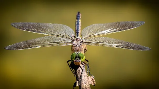 Rubrik_Naturschutz-libelle-pixabay-dragonfly-3456317__340